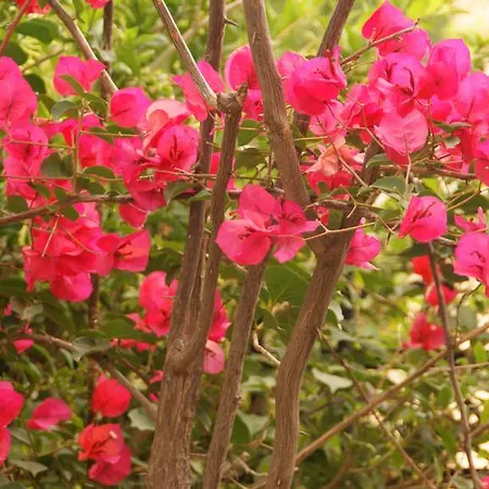 Lägenhet Christina Tolón