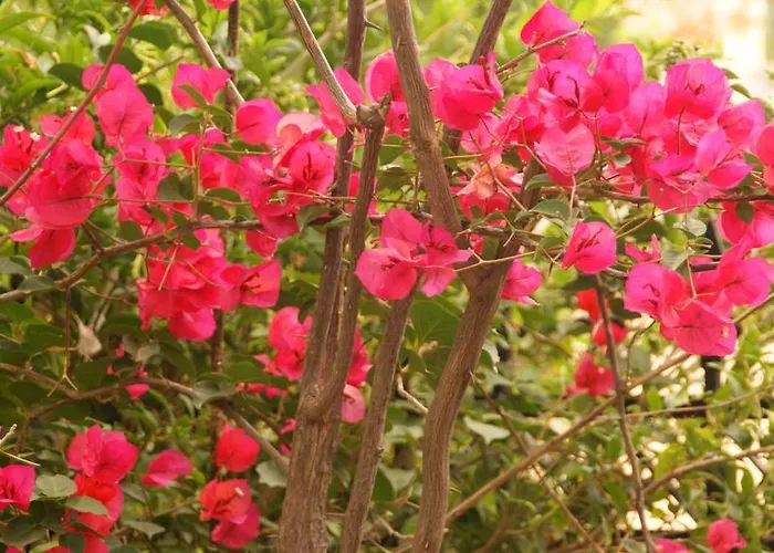 Apartman Christina Toló