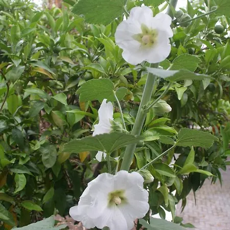 Διαμέρισμα Christina *