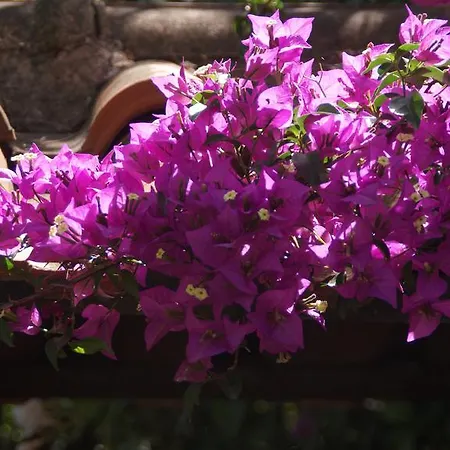 Διαμέρισμα Christina Τολό